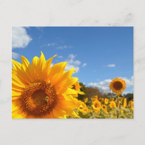 Sunflowers and sunshine postcard
