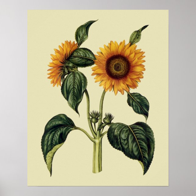 Sunflowers Antique 17th Century Art Poster (Front)