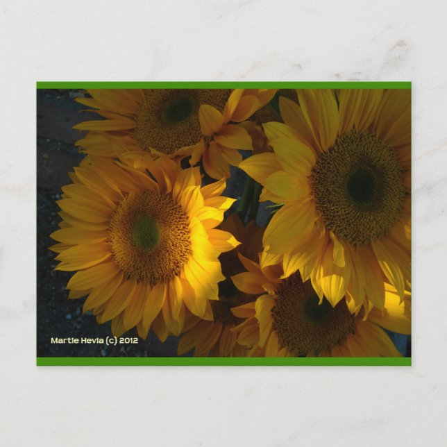 Sunflowers at Dusk | Blue Beach Song™ Postcard (Front)