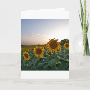 Sunflowers at dusk poster postcard