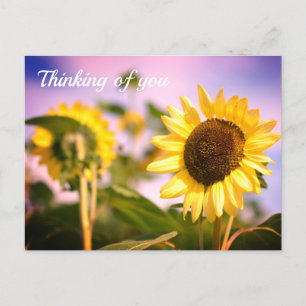 Sunflowers at RHS Wisley, UK Thinking of you Postcard
