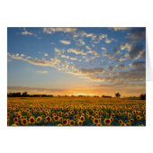 Sunflowers at Sunset (Front Horizontal)