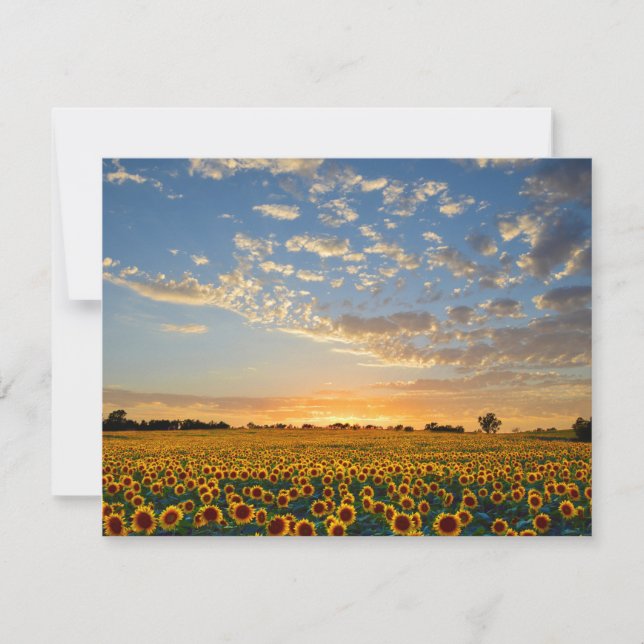 Sunflowers at Sunset (Front)