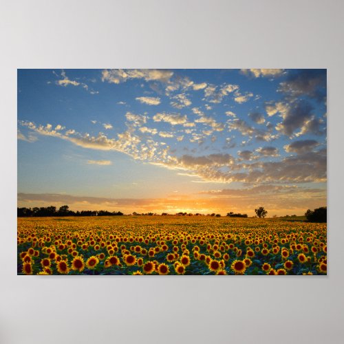 Sunflowers at Sunset 12x8 inches Poster