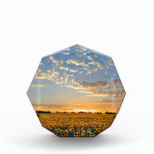 Sunflowers at Sunset Acrylic Award