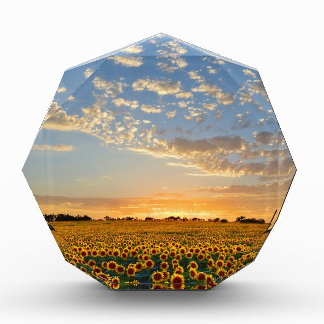 Sunflowers at Sunset Acrylic Award (Front)