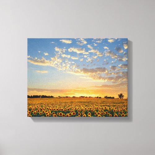 Sunflowers at Sunset Canvas Print
