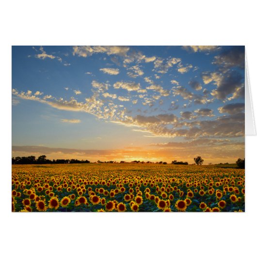 Sunflowers at Sunset Cards (Front Horizontal)