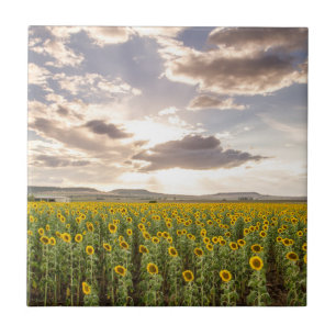 Sunflowers at Sunset Ceramic Tile