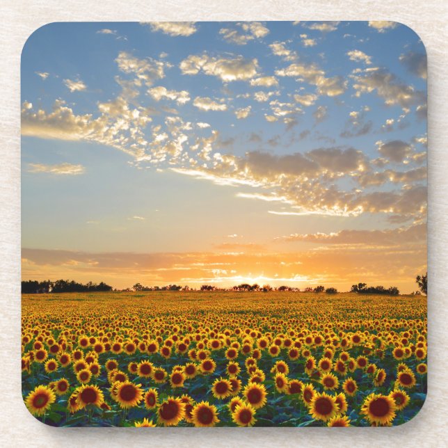 Sunflowers at Sunset Coaster (Front)