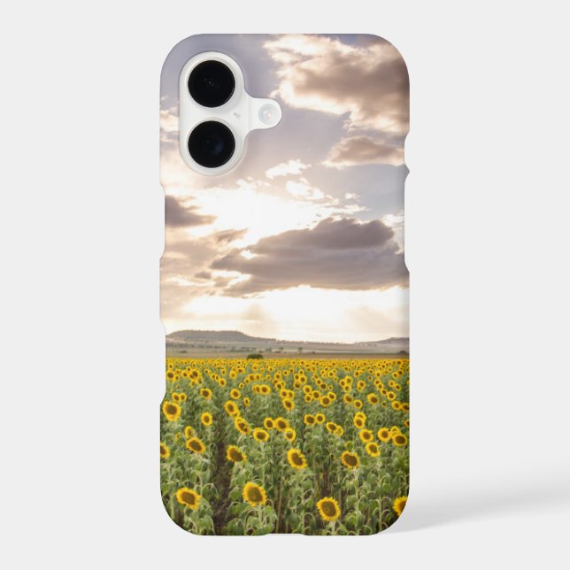 Sunflowers at Sunset Iphone Case (Back)