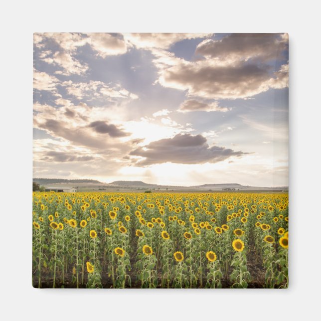 Sunflowers at Sunset Magnet (Front)