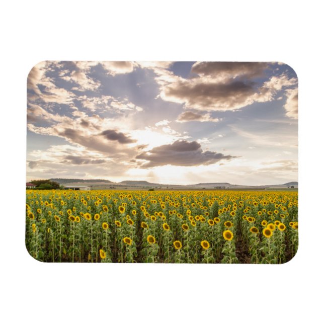 Sunflowers at Sunset Magnet (Horizontal)
