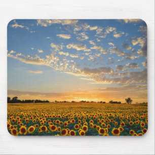 Sunflowers at Sunset Mouse Pad