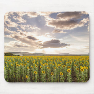 Sunflowers at Sunset Mouse Pad