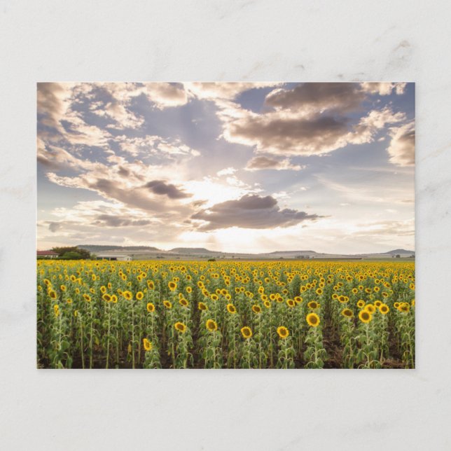 Sunflowers at Sunset Postcard (Front)