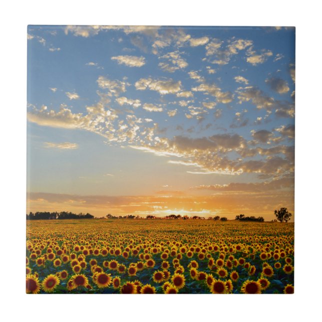 Sunflowers at Sunset Tile (Front)