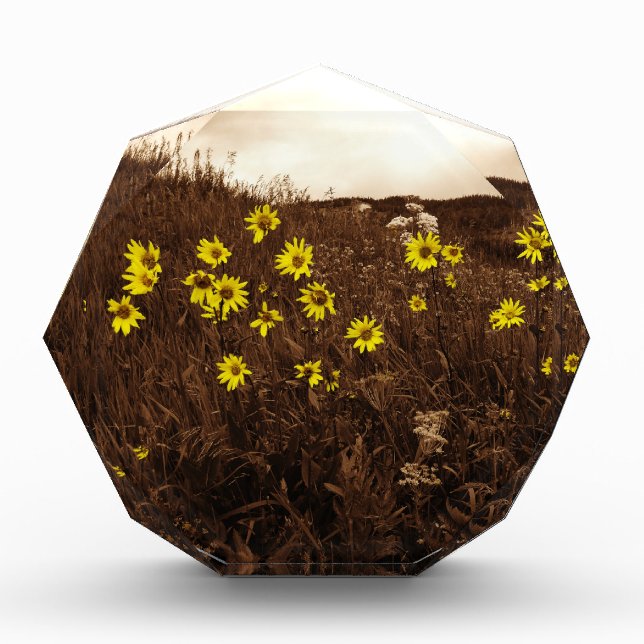 Sunflowers Award (Front)