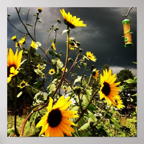 Sunflowers Before Dramatic Storm Clouds Photograph Poster