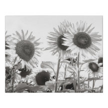 Sunflowers Black and White Fine Art Photography