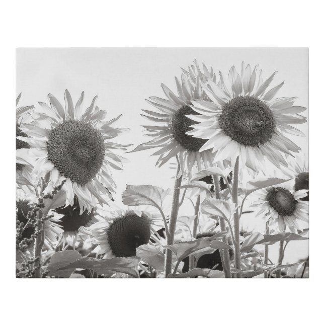 Sunflowers Black and White Fine Art Photography Faux Canvas Print (Front)
