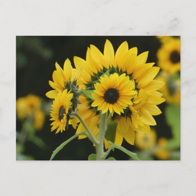 Sunflowers Bouquet DIY Postcard (Front)