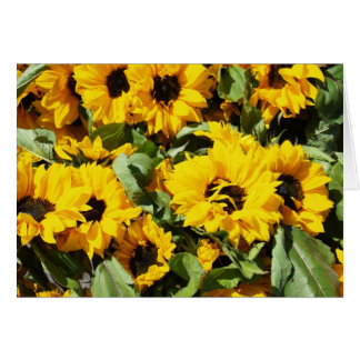 Sunflowers By The Dozen Cards