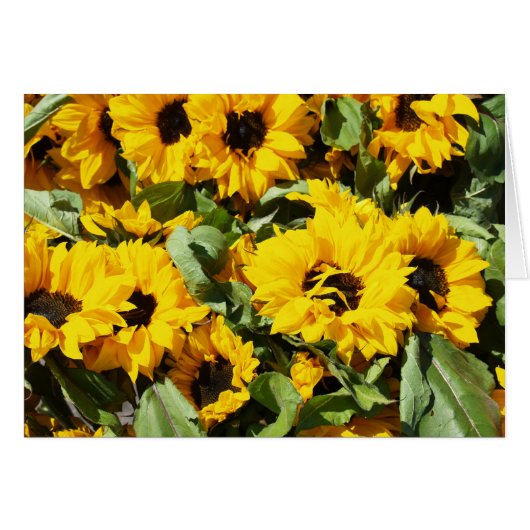 Sunflowers By The Dozen Cards (Front Horizontal)