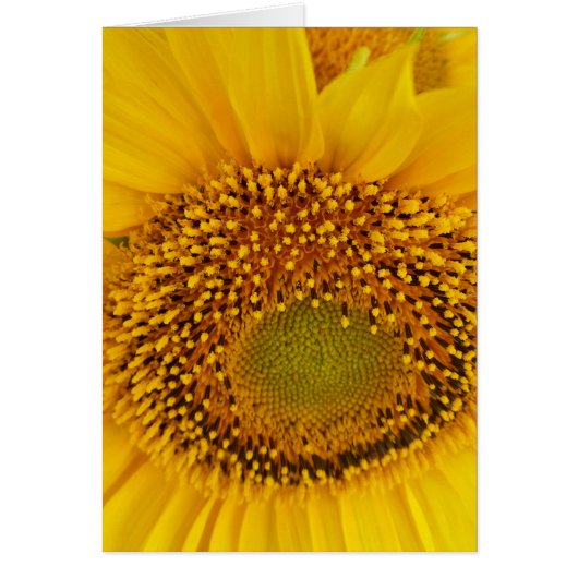 sunflowers cards (Front)