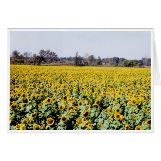 Sunflowers Cards