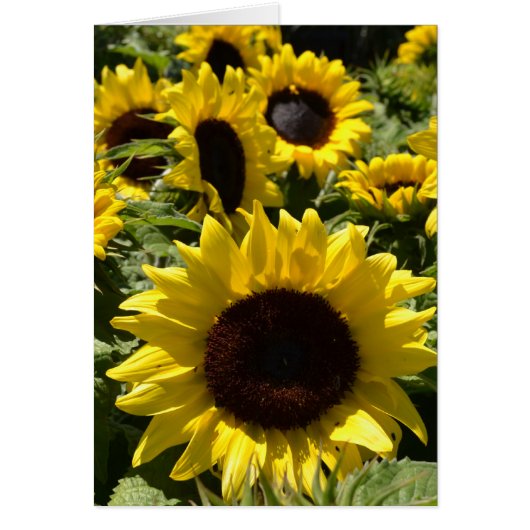 Sunflowers Cards (Front)