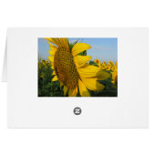 Sunflowers Cards (Back Horizontal)