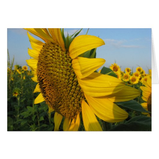 Sunflowers Cards (Front Horizontal)