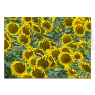 Sunflowers Cards