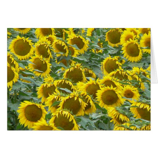 Sunflowers Cards (Front Horizontal)