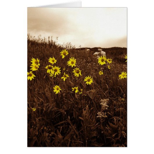 Sunflowers Cards (Front)