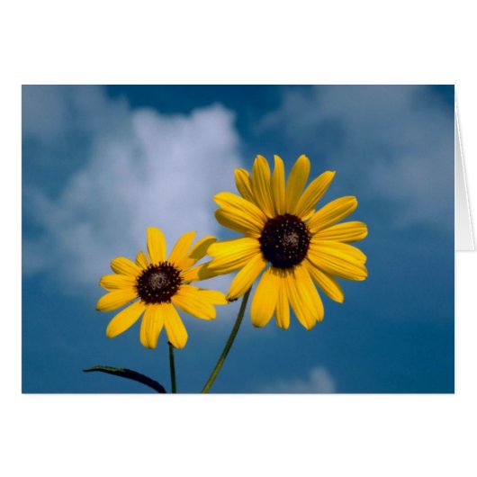 Sunflowers Cards (Front Horizontal)