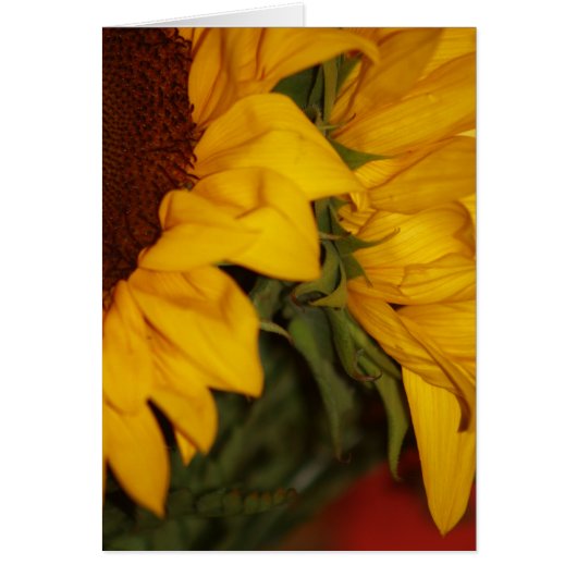Sunflowers Cards (Front)