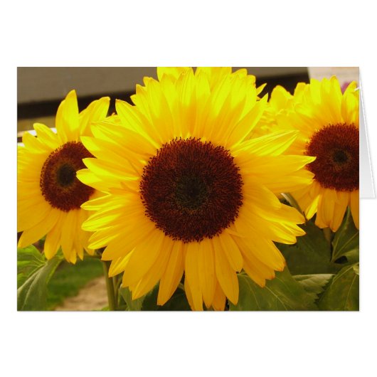 Sunflowers Cards (Front Horizontal)