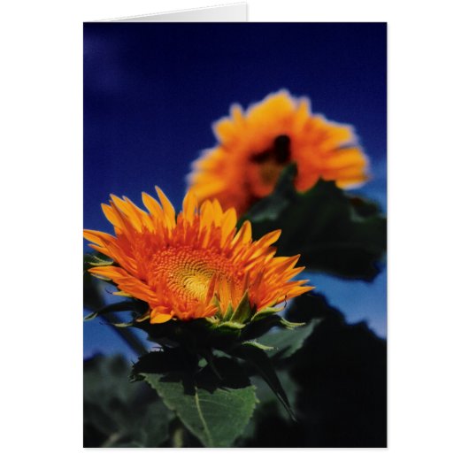 Sunflowers Cards (Front)