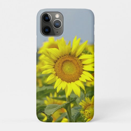 Sunflowers iPhone 11 Pro Case