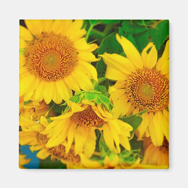 Sunflowers City Market KC Farmer's Market Magnet (Front)
