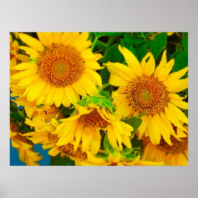 Sunflowers City Market KC Farmer's Market Poster (Front)