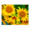 Sunflowers City Market KC Farmer's Market