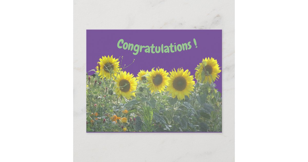 Sunflowers Congratulations Postcard | Zazzle