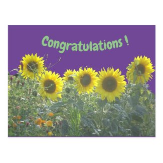 Sunflowers Congratulations Postcard