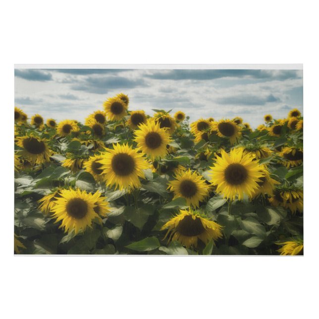 sunflowers faux canvas print (Front)
