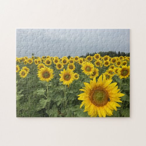 Sunflowers Field Harvest Country Photo Jigsaw Puzzle