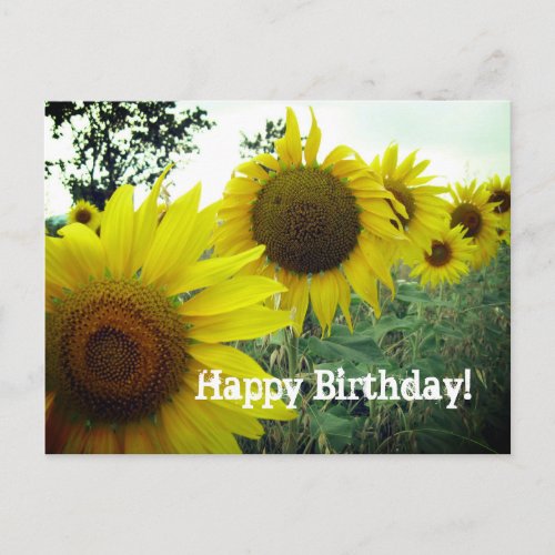 Sunflowers field photo Happy birthday card