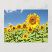 Sunflowers field Postcard